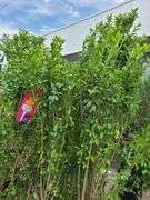 6) Ligustrum Ovalifolium (California Privet)