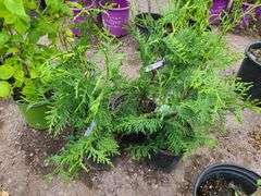 3) Green Giant Arborvitaes