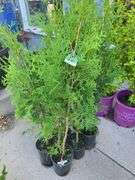 6) Thuja Skybound Arborvitaes