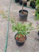 Patsy Japanese Maple