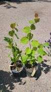 2) Little Leaf Linden