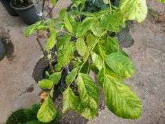 2) Golden American Yellowwood