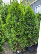 2) Emerald Green Arborvitaes