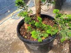 Slender Hinoki False Cypress
