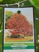 Northern Red Oak