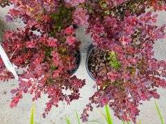 4) Royal Burgundy Barberry