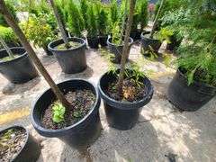 Bald Cypress