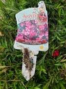 6) Maiden Pinks