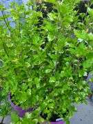 2) Hibiscus Plants