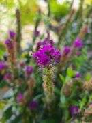 3) Purplegum Candles Veronica