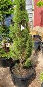 Pine