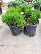 4) Dwarf Mugo Pine
