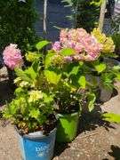 2) Hydrangea
