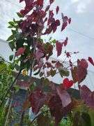 Eastern Redbud