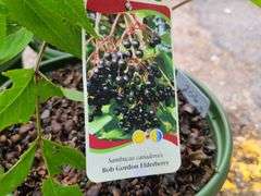 3) Bob Gordon Elderberry