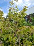 Green Upright Japanese Maple