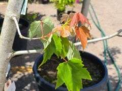 Red Sunset Maple