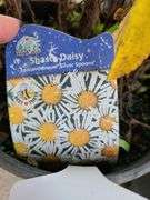 4) Shasta Daisies