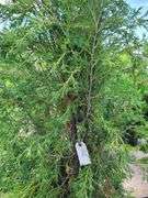 Cedar Tree
