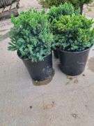 4) Blue Star Juniper