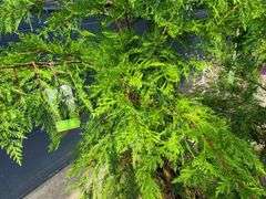 2) Leyland Cypress