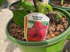 1) Red Raspberry and 2) Everbearing Raspberry
