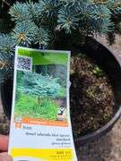 Dwarf Colorado Blue Spruce