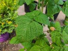 2) Raspberry Bushes