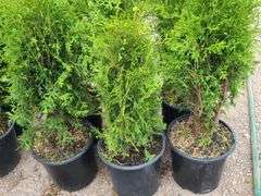 6) Emerald Green Arborvitae