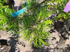 White Pine