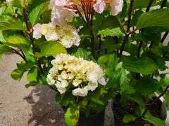 2) Hydrangea