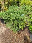 Black Hills Spruce