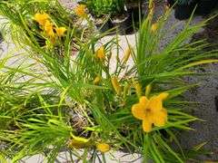 6) Daylily