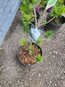 Japanese White Pine