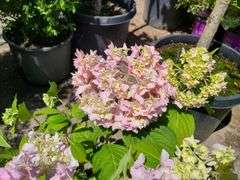 2) Hydrangea