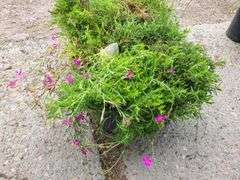 6) Maiden Pinks