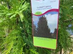 3) Arborvitae