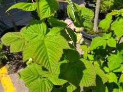 2) Latham Raspberry