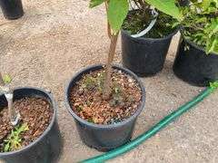 Flamingo Chinese Mahogany