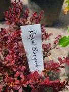 4) Royal Burgundy Barberry