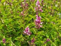 4) Josee Reblooming Lilac