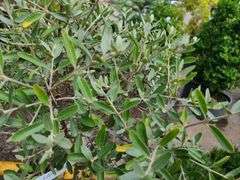 3) Silver Buffalo Berry Bushes