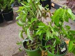 3) Bob Gordon Elderberry