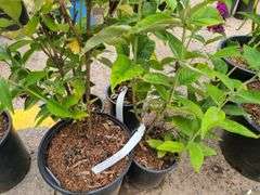 4) Miss Molly Butterfly Bush