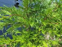 2) Leyland Cypress