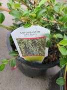 3) Cotoneaster Coral Beauty