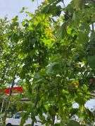 Hornbeam Tree