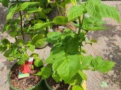 2) Raspberry
