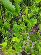2) White Lilac Trees