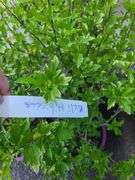 4) Bali Hibiscus Plants